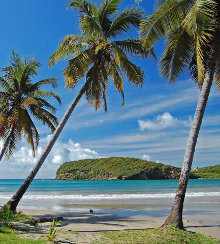 Grenada palm trees and beaches